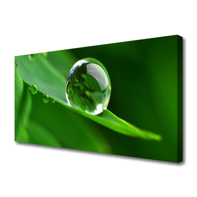 Tableaux sur toile Feuille goutte d'eau floral vert