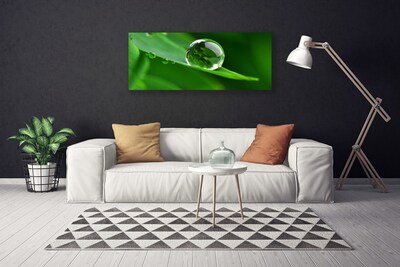 Tableaux sur toile Feuille goutte d'eau floral vert