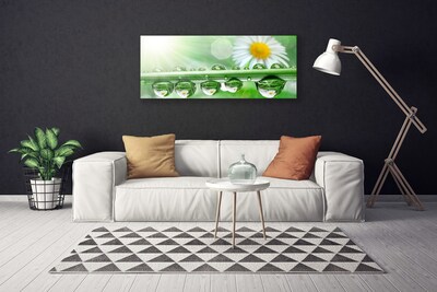 Tableaux sur toile Rosée feuille marguerite nature vert blanc jaune