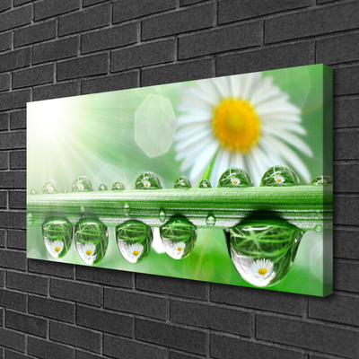 Tableaux sur toile Rosée feuille marguerite nature vert blanc jaune