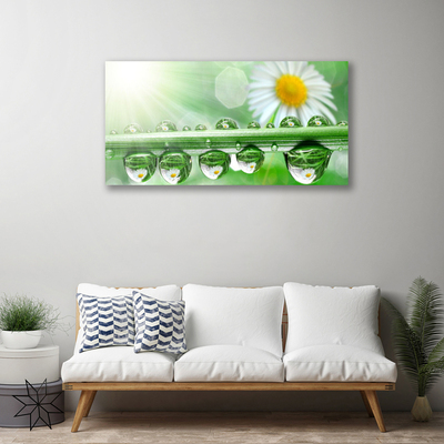 Tableaux sur toile Rosée feuille marguerite nature vert blanc jaune