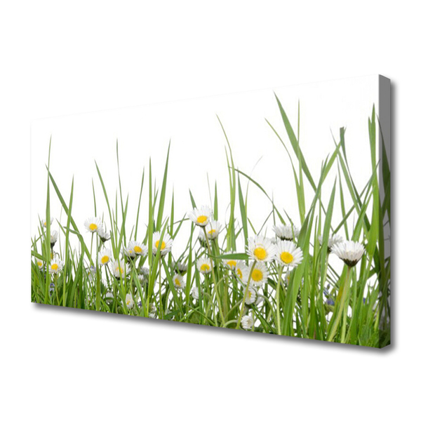 Tableaux sur toile Marguerite herbe nature vert blanc jaune