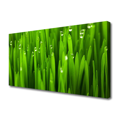 Tableaux sur toile Herbe nature vert