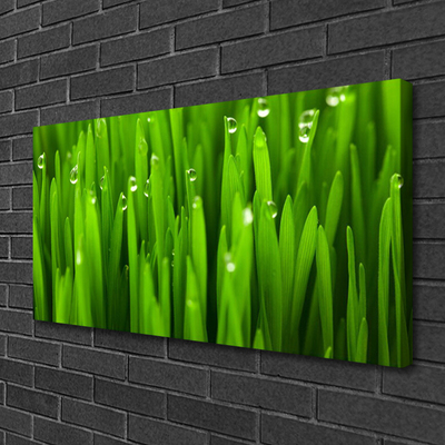 Tableaux sur toile Herbe nature vert