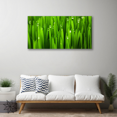 Tableaux sur toile Herbe nature vert