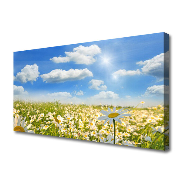 Tableaux sur toile Marguerite prairie nature vert bleu blanc