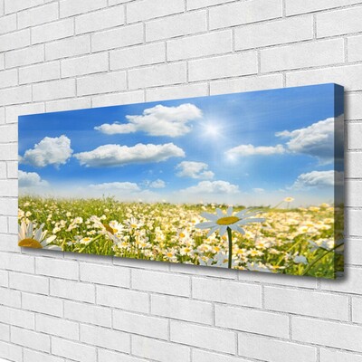 Tableaux sur toile Marguerite prairie nature vert bleu blanc