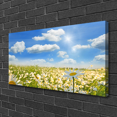 Tableaux sur toile Marguerite prairie nature vert bleu blanc