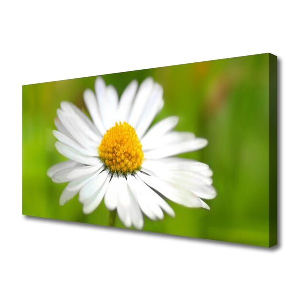 Photo sur toile Marguerite floral jaune blanc