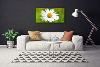 Photo sur toile Marguerite floral jaune blanc