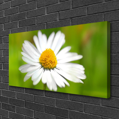 Photo sur toile Marguerite floral jaune blanc