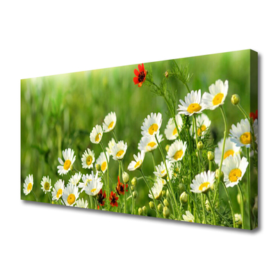 Photo sur toile Marguerite nature jaune blanc