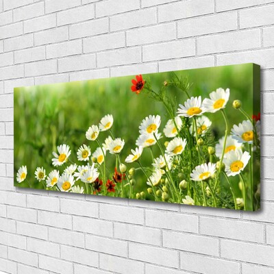 Photo sur toile Marguerite nature jaune blanc