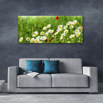 Photo sur toile Marguerite nature jaune blanc