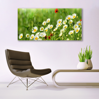 Photo sur toile Marguerite nature jaune blanc