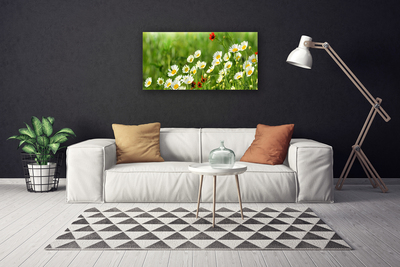 Photo sur toile Marguerite nature jaune blanc