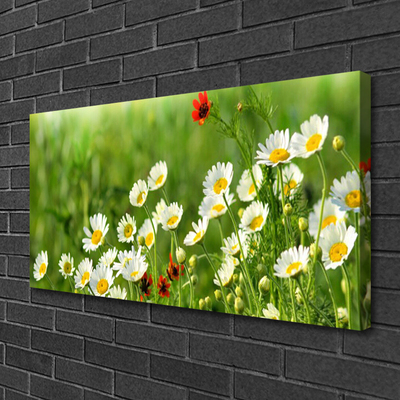 Photo sur toile Marguerite nature jaune blanc