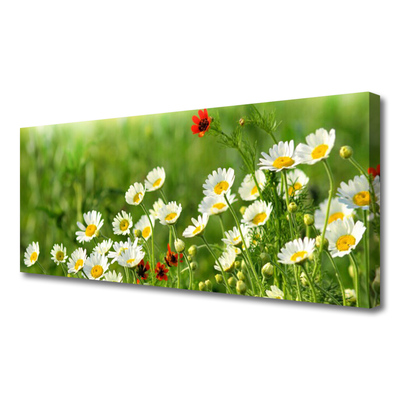 Photo sur toile Marguerite nature jaune blanc