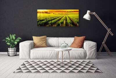 Photo sur toile Champ nature vert brun