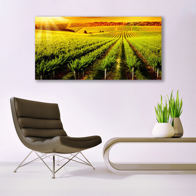 Photo sur toile Champ nature vert brun