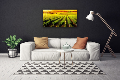 Photo sur toile Champ nature vert brun