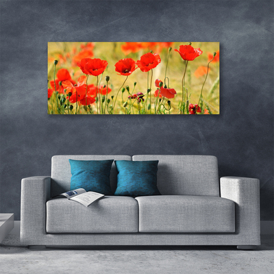 Photo sur toile Coquelicots nature rouge vert