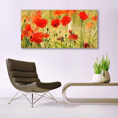 Photo sur toile Coquelicots nature rouge vert