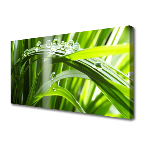 Photo sur toile Herbe rosée floral vert