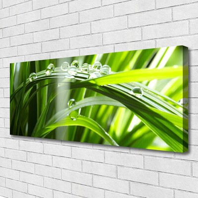 Photo sur toile Herbe rosée floral vert