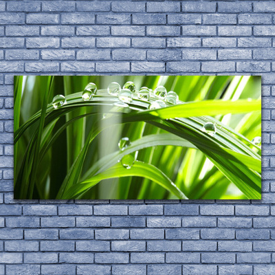 Photo sur toile Herbe rosée floral vert