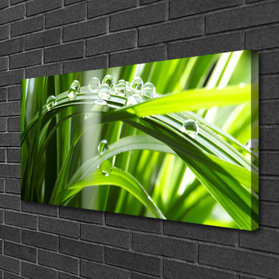 Photo sur toile Herbe rosée floral vert