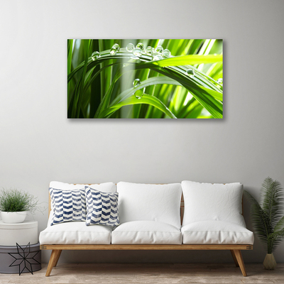 Photo sur toile Herbe rosée floral vert