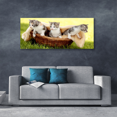 Photo sur toile Chats animaux gris blanc brun