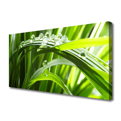 Photo sur toile Herbe gouttes d'eau nature vert