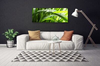 Photo sur toile Herbe gouttes d'eau nature vert