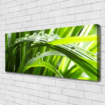 Photo sur toile Herbe gouttes d'eau nature vert