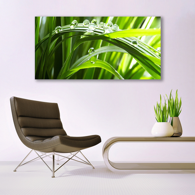 Photo sur toile Herbe gouttes d'eau nature vert