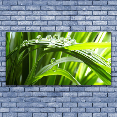 Photo sur toile Herbe gouttes d'eau nature vert