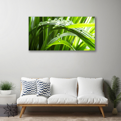 Photo sur toile Herbe gouttes d'eau nature vert