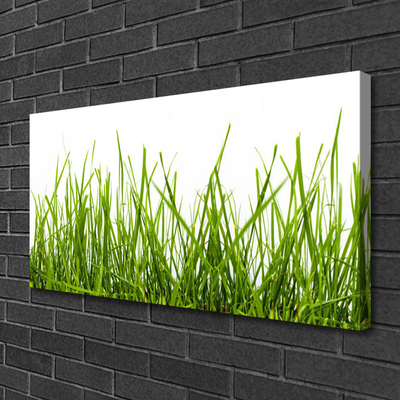 Photo sur toile Herbe nature vert