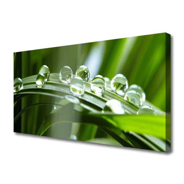 Photo sur toile Herbe rosée floral vert