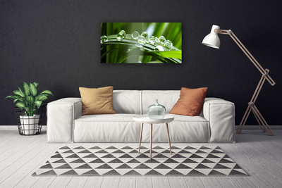 Photo sur toile Herbe rosée floral vert