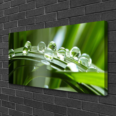 Photo sur toile Herbe rosée floral vert