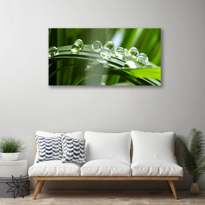 Photo sur toile Herbe rosée floral vert