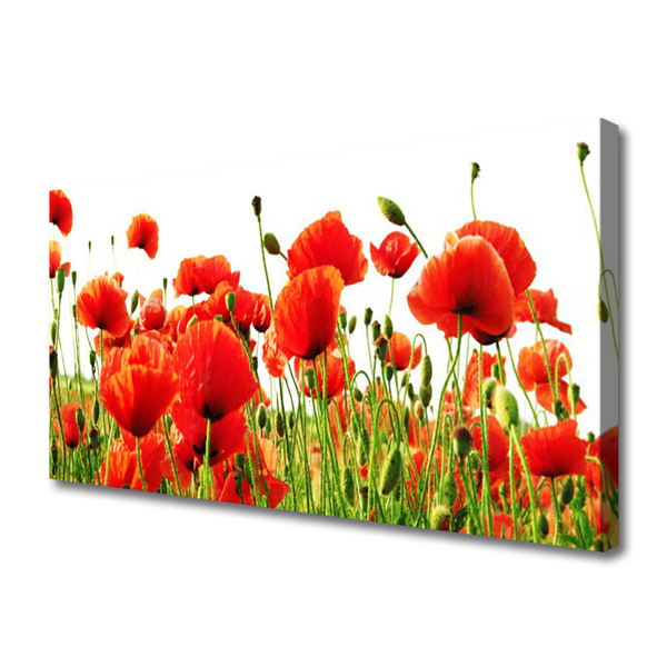 Photo sur toile Coquelicots nature rouge vert