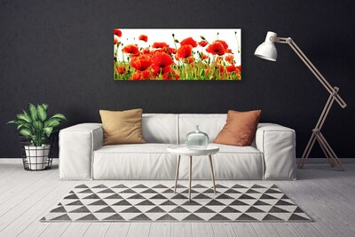 Photo sur toile Coquelicots nature rouge vert