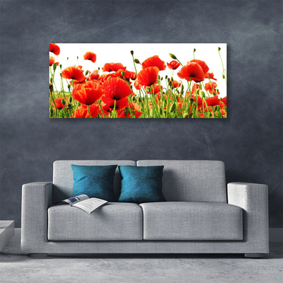 Photo sur toile Coquelicots nature rouge vert