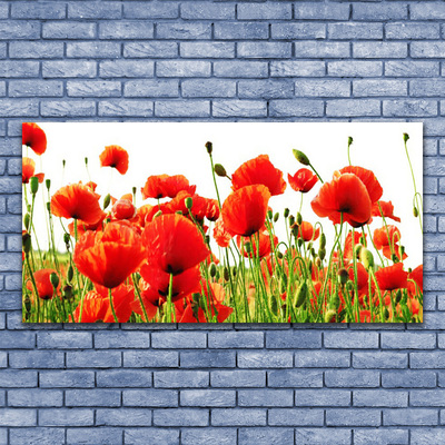 Photo sur toile Coquelicots nature rouge vert