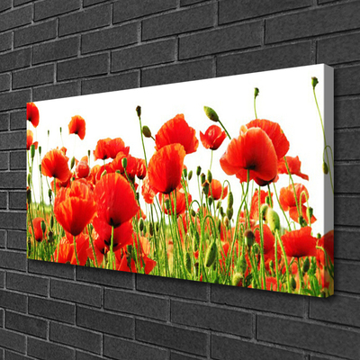 Photo sur toile Coquelicots nature rouge vert