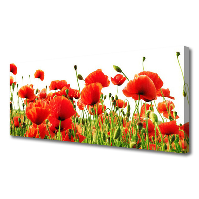 Photo sur toile Coquelicots nature rouge vert